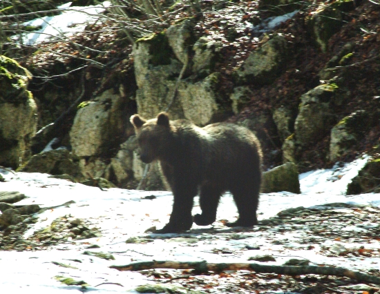 Finalmente l''orso!